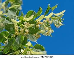 Attēlu rezultāti vaicājumam “Tilia platyphyllos subsp. cordifolia flower”