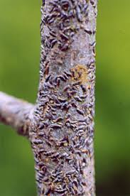 Attēlu rezultāti vaicājumam “Lepidosaphes ulmi”