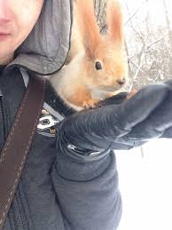 Картинки по запросу белку зажевало в диск