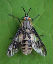 Attēlu rezultāti vaicājumam “Tabanidae”