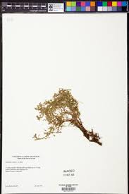 Attēlu rezultāti vaicājumam “Callitriche verna leaf”