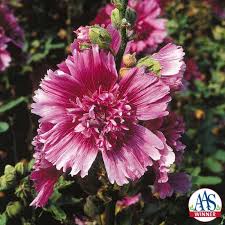 Attēlu rezultāti vaicājumam “Alcea rosea”