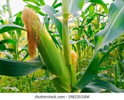 Attēlu rezultāti vaicājumam “Zea mays”