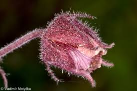 Attēlu rezultāti vaicājumam “Geum rivale bud”