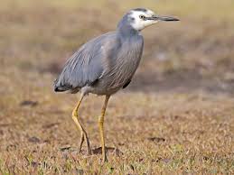 Image result for heron