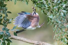 Attēlu rezultāti vaicājumam “Garrulus glandarius”