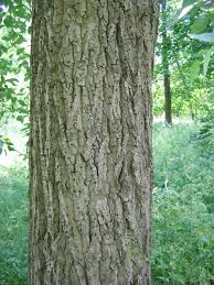 Attēlu rezultāti vaicājumam “Populus laurifolia”