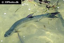 Image result for Elops saurus