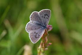 Attēlu rezultāti vaicājumam “Phengaris arion upperside”