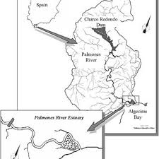 Attēlu rezultāti vaicājumam “Stemonitopsis hyperopta var. landewaldii macro”