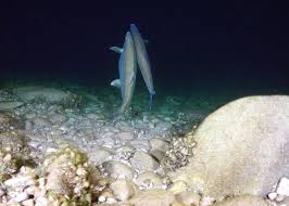 Image result for Coregonus clupeaformis