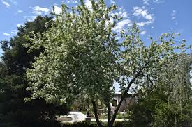Attēlu rezultāti vaicājumam “Prunus (bird-cherry tree)”