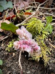 Attēlu rezultāti vaicājumam “Lathraea squamaria flower”