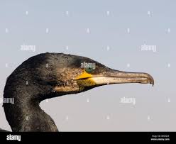 Image result for Phalacrocorax carbo