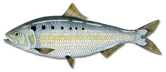 Image result for Alosa sapidissima