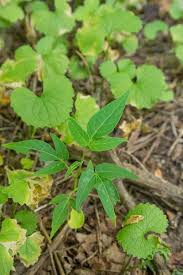 Attēlu rezultāti vaicājumam “Festuca altissima leaf”