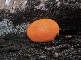 Attēlu rezultāti vaicājumam “Lycogala epidendrum s.str. macro”