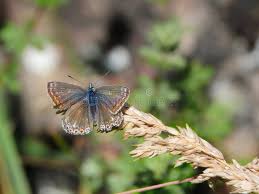 Attēlu rezultāti vaicājumam “Polyommatus icarus female”