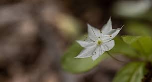 Attēlu rezultāti vaicājumam “Trientalis europaea leaf”