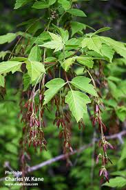 Attēlu rezultāti vaicājumam “Acer negundo fruit”