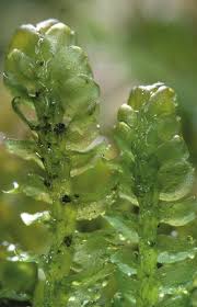 Attēlu rezultāti vaicājumam “Barbilophozia barbata”