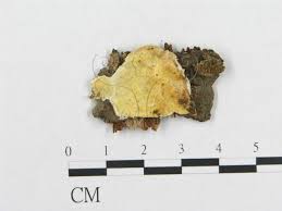 Attēlu rezultāti vaicājumam “Skeletocutis carneogrisea”