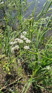 Attēlu rezultāti vaicājumam “Oenanthe aquatica fruit”