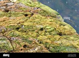 Attēlu rezultāti vaicājumam “Cyanophyta”