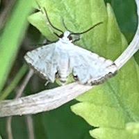 Attēlu rezultāti vaicājumam “Cataclysta lemnata”