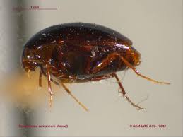 Attēlu rezultāti vaicājumam “Scaphisoma sp.”