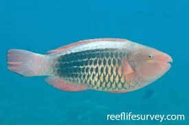 Image result for Scarus trispinosus