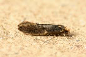 Attēlu rezultāti vaicājumam “Tineidae”