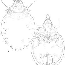 Attēlu rezultāti vaicājumam “Scardia boletella exuvia”