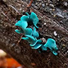 Attēlu rezultāti vaicājumam “Chlorociboria aeruginascens”