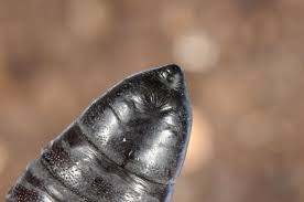 Attēlu rezultāti vaicājumam “Peridea anceps”