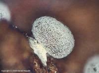 Attēlu rezultāti vaicājumam “Didymium squamulosum”