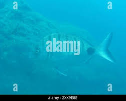 Image result for Diplodus cadenati