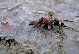 Attēlu rezultāti vaicājumam “Thanasimus formicarius”