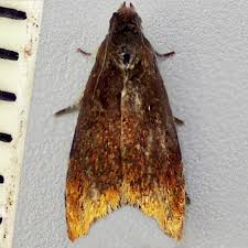 Attēlu rezultāti vaicājumam “Pammene rhediella”