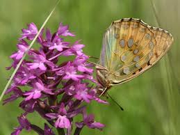 Attēlu rezultāti vaicājumam “Argynnis aglaja underside”