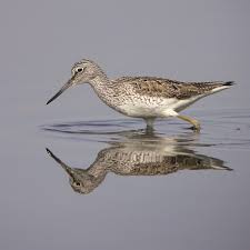 Attēlu rezultāti vaicājumam “Tringa nebularia adult”