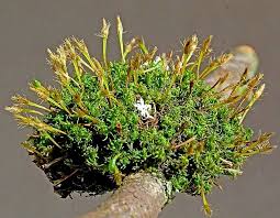 Attēlu rezultāti vaicājumam “Ulota crispa”