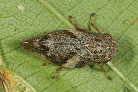 Attēlu rezultāti vaicājumam “Aphrophoridae imago”