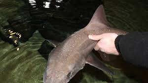 Image result for Mustelus asterias
