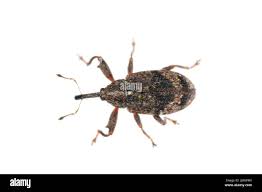 Attēlu rezultāti vaicājumam “Anthonomus pomorum”