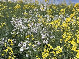Attēlu rezultāti vaicājumam “Raphanus raphanistrum flower”