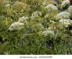 Attēlu rezultāti vaicājumam “Sium latifolium leaf”