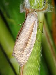 Attēlu rezultāti vaicājumam “Mythimna flammea”