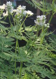 Image result for Myrrhis odorata