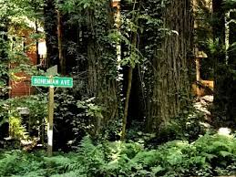 Image result for bohemian grove